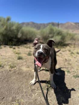 Baby -  Pit Bull Terrier Dog for Adoption in Tehachapi, California - Baby | PetCurious
