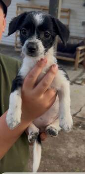 North Dakota -  Dachshund Dog for Adoption in Salt Lake City, Utah - North Dakota | PetCurious