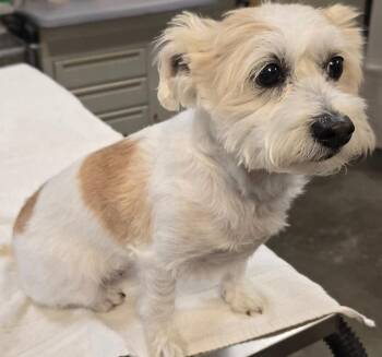 Terrier and Mixed Breed Dogs Available for Adoption in Murphysboro, Illinois - Chantilly | PetCurious