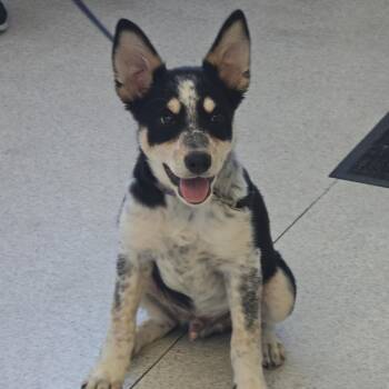 Phantom -  Australian Cattle Dog Blue Heeler Dog for Adoption in Rockville, Maryland - Phantom | PetCurious