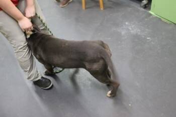 American Staffordshire Terrier and Mixed Breed Dogs Available for Adoption in Picayune, Mississippi - Denali | PetCurious