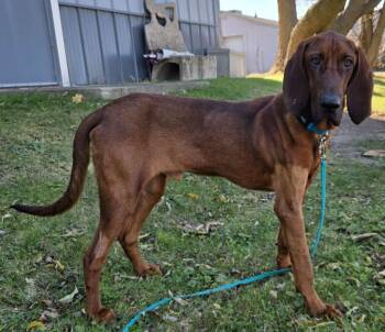 Rescue Bloodhound and Redbone Coonhound Dogs for Adoption in West Milwaukee, Wisconsin - Sherlock $400 | PetCurious
