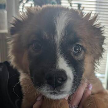 Galerina -  Australian Shepherd and Mixed Breed Dog for Adoption in Incline Village, Nevada - Galerina | PetCurious