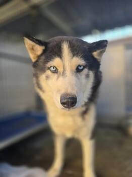 Lola -  Siberian Husky Dog for Adoption in Victorville, California - Lola | PetCurious
