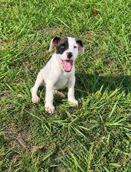 Winchester (RESCUED - After being thrown away) -  Terrier and Hound Dog for Adoption in Mobile, Alabama - Winchester (RESCUED - After Being Thrown Away) | PetCurious