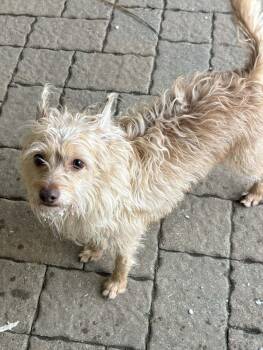 Terrier Dogs Available for Adoption in Atkinson, New Hampshire - Toby - CT | PetCurious