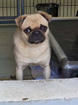 Jessie James -  Pug Dog for Adoption in Eagle, Idaho - Jessie James | PetCurious