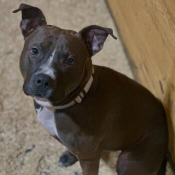 American Staffordshire Terrier and Pit Bull Terrier Dogs Available for Adoption in Detroit, Michigan - Dollar | PetCurious