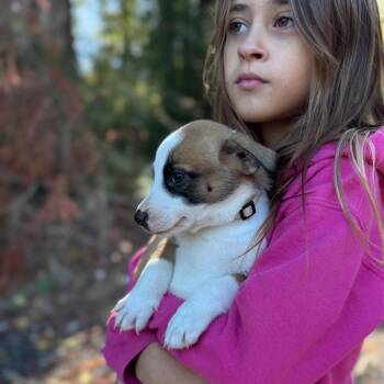 Marble -  Mixed Breed Dog for Adoption in Tacoma, Washington - Marble | PetCurious