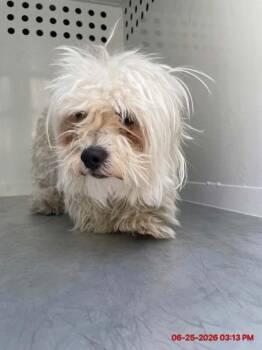 Rio -  Maltese Dog for Adoption in Victorville, California - Rio | PetCurious