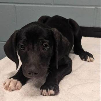Jupiter -  Labrador Retriever and Mixed Breed Dog for Adoption in Kansas City, Missouri - Jupiter | PetCurious