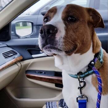 Rocco -  Pit Bull Terrier Dog for Adoption in Normal, Illinois - Rocco | PetCurious