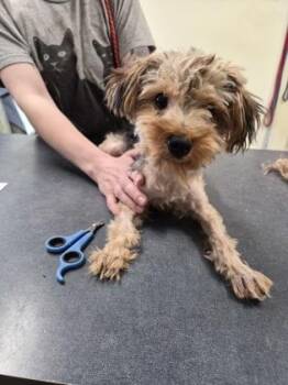 Yorkshire Terrier and Mixed Breed Dogs Available for Adoption - DOLLY | PetCurious