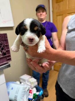 Matilda -  Beagle and Bichon Frise Dog for Adoption in Pine Grove, Pennsylvania - Matilda | PetCurious