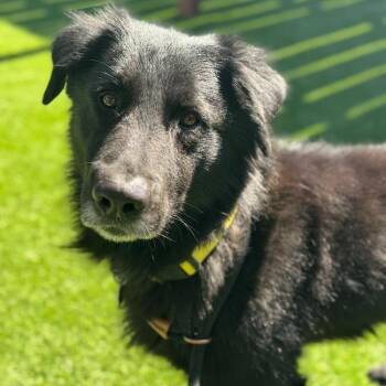 Rescue Shepherd and Border Collie Dogs for Adoption in San Diego, California - Tyne | PetCurious