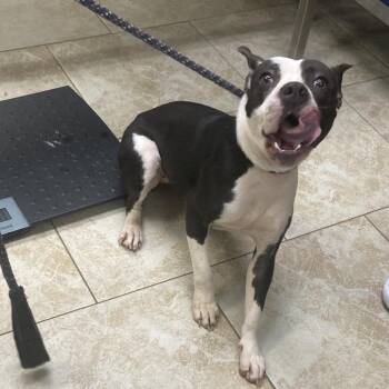 Calypso -  Mixed Breed Dog for Adoption in Galveston, Texas - Calypso | PetCurious