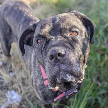 Braleigh -  Mixed Breed Dog for Adoption in Syracuse, New York - Braleigh | PetCurious