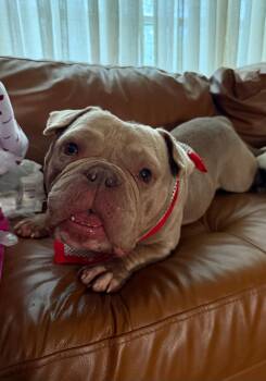 Toffee -  American Staffordshire Terrier Dog for Adoption in Merrillville, Indiana - Toffee | PetCurious