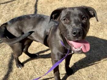 Pit Bull Terrier and Mixed Breed Dogs Available for Adoption - GINA | PetCurious