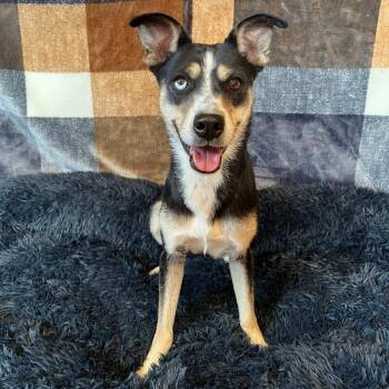 Rescue Cattle Dog Dogs for Adoption in Benld, Illinois - Freckles | PetCurious