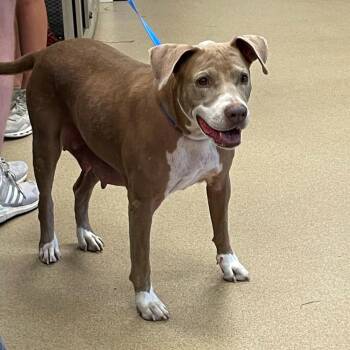 Rescue Pit Bull Terrier Dogs for Adoption in Plano, Texas - Ginger A213456 | PetCurious