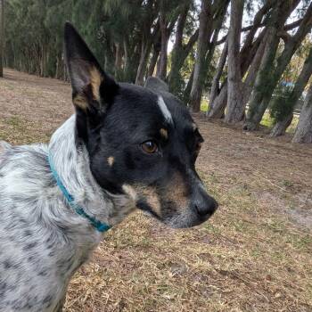 Terrier Dogs Available for Adoption - Freedom | PetCurious