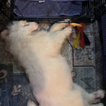 Samoyed Dogs Available for Adoption - Alfredo | PetCurious