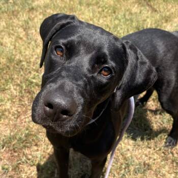 Molly -  Mixed Breed Dog for Adoption in Greenville, South Carolina - Molly | PetCurious