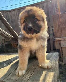 German Shepherd Dog and Great Pyrenees Dogs Available for Adoption - Porter | PetCurious