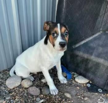 Phoenix -  Australian Cattle Dog Blue Heeler Dog for Adoption in Billings, Montana - Phoenix | PetCurious