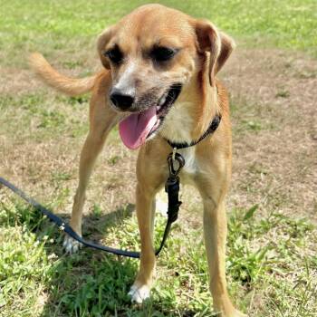 Sylvia -  Chihuahua Dog for Adoption in Longview, Texas - Sylvia | PetCurious