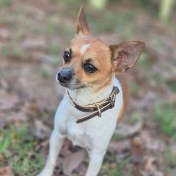 Brutus -  Chihuahua Dog for Adoption in Dover, Arkansas - Brutus | PetCurious