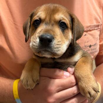 Harley -  Hound and Shepherd Dog for Adoption in Beulaville, North Carolina - Harley | PetCurious