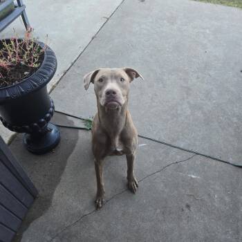 Rescue Pit Bull Terrier Dogs for Adoption in Tulsa, Oklahoma - Tessa | PetCurious