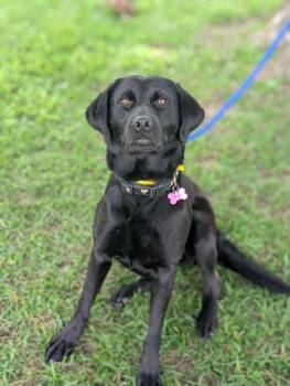 Dolly (blk lab) -  Black Labrador Retriever and Mixed Breed Dog for Adoption in Aiken, South Carolina - Dolly (blk Lab) | PetCurious