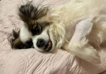 Rescue Cavalier King Charles Spaniel Dogs for Adoption in Greenville, South Carolina - Bucky | PetCurious