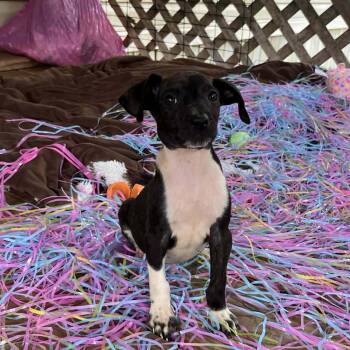 Dachshund and Rat Terrier Dogs Available for Adoption - Dior | PetCurious