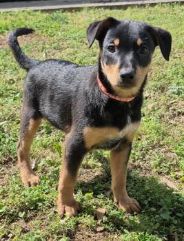 Australian Cattle Dog Blue Heeler and Mixed Breed Dogs Available for Adoption - Crouton | PetCurious