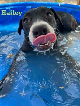 Rescue Mixed Breed Dogs for Adoption in Spring, Texas - Hailey | PetCurious