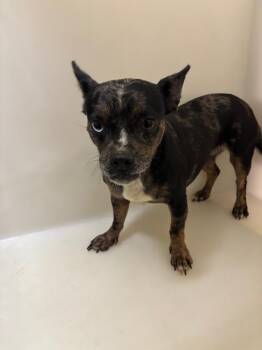 Moschino -  Mixed Breed Dog Available for Adoption in Douglasville, Georgia - Moschino | PetCurious