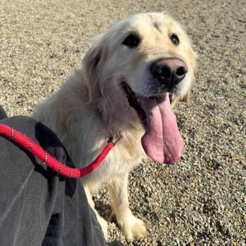 Golden Retriever Dogs Available for Adoption in Fort Wayne, Indiana - Buddy | PetCurious