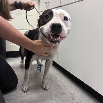 Davis8 26-06-100 -  Pit Bull Terrier and American Staffordshire Terrier Dog for Adoption in Bastrop, Texas - Davis8 26-06-100 | PetCurious