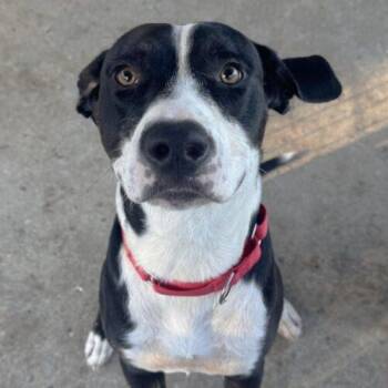 Timber SCAS -  Labrador Retriever Dog for Adoption in Rockaway, New Jersey - Timber SCAS | PetCurious