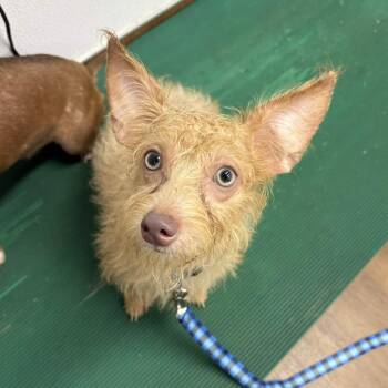 Ivy -  Terrier and Chihuahua Dog for Adoption in Beaumont, Texas - Ivy | PetCurious