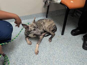 STORMY -  Siberian Husky and Mixed Breed Dog for Adoption in Rowlett, Texas - STORMY | PetCurious