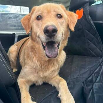 Stormy -  Labrador Retriever and Mixed Breed Dog for Adoption in TIMBERCRK CYN, Texas - Stormy | PetCurious