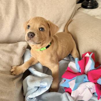 Pit Bull Terrier Dogs Available for Adoption - Maui  | PetCurious