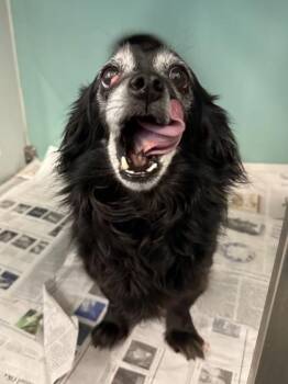 Mixed Breed Dogs Available for Adoption in Fort Worth, Texas - Silas | PetCurious