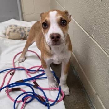Tia -  Pit Bull Terrier and Labrador Retriever Dog for Adoption - Tia | PetCurious