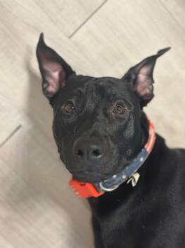 Rescue Black Labrador Retriever Dogs for Adoption in Houston, Texas - Ekko | PetCurious